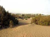 <b>Cruising</b> in the <b>dunes</b>