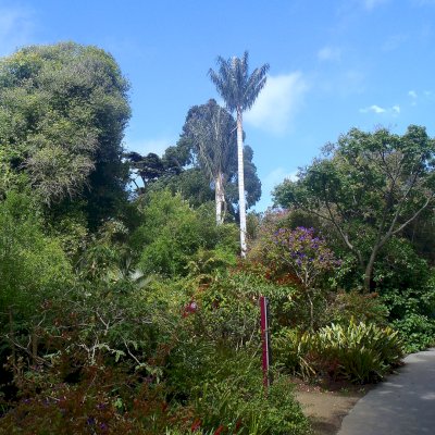 trees in the botanical garden