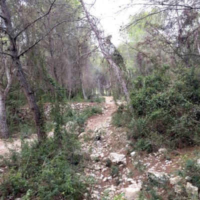 forest in SItges