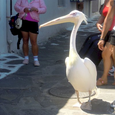 The famous Mykonos birds