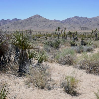 Yucca-Trees  in dessert near Palm-Springs