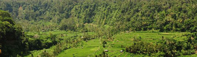 Bali